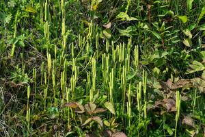 club moss sprouts among the grass photo