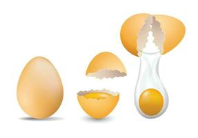 Realistic farm chicken egg broken, hatching chick stages. Cracked eggs with eggshell pieces. 3d fragile egg break in incubator vector set.