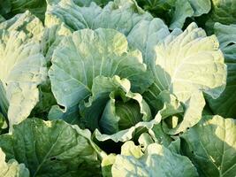 cabbage top view, Cabbage leaves, Fresh cabbage in a field, cabbage are growing in a garden photo