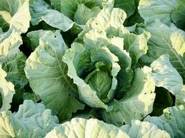 cabbage top view, Cabbage leaves, Fresh cabbage in a field, cabbage are growing in a garden photo