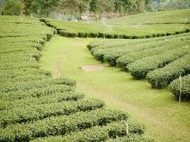 parte superior de verde té hoja en el mañana, té plantación. verde té brote y hojas, verde planta Fresco hojas, té plantaciones, campo verde plantación agricultura antecedentes parte superior hoja granja paisaje foto