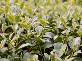 Top of Green tea leaf in the morning, tea plantation. Greentea bud and leaves, Green tea fresh leaves, Tea plantations, green plant plantation on the mountain photo