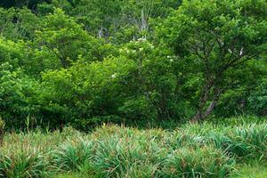 forest landscape of the island of Kunashir, flowering shrub and undergrowth of tall grass photo