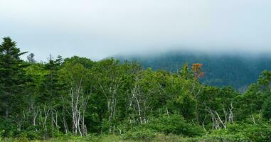 coastal forest of dwarf trees on the slope of the volcano on the island of Kunashir in cloudy weather photo