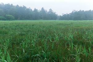 blurred foggy morning meadow before dawn photo