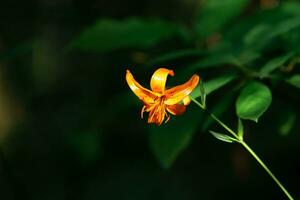 bright orange wild lily flower on natural dark background close-up photo