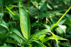 fresh leaves of young broad-leaf bamboo sasa photo