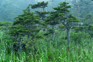 morning foggy natural landscape, wet meadow with small mountain firs photo