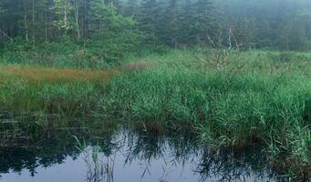 Mañana brumoso natural paisaje, pantano con juncia en el bosque foto