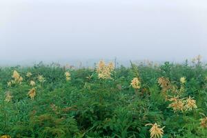 foggy tall grass morning meadow, natural landscape photo