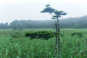 morning predawn foggy natural landscape, wet meadow with mountain pine on a foreground photo