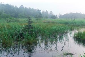 morning foggy natural landscape, swamp with sedge among the forest photo