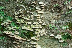 wood mushrooms, moss and lichens on tree bark, background, texture photo