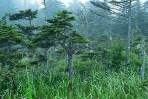 foggy morning landscape with beautiful twisted stunted pines photo