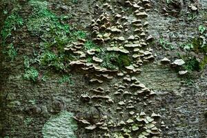 wood mushrooms, moss and lichens on tree bark, background, texture photo