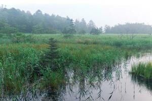 morning foggy natural landscape, swamp with sedge in the forest photo