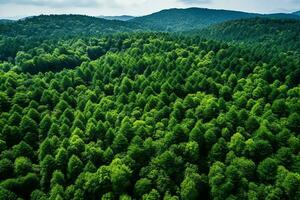 ai generado aéreo ver de terminado oscuro pino bosque arboles parte superior abajo zumbido vista. foto