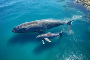 AI generated Aerial view of dolphins swimming through tropical blue water photo