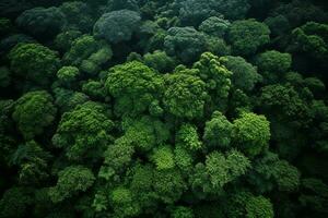 AI generated Aerial view of over dark pine forest trees. Top down drone view. photo