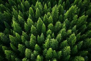 AI generated Aerial view of over dark pine forest trees. Top down drone view. photo