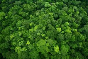 AI generated Aerial view of over dark pine forest trees. Top down drone view. photo