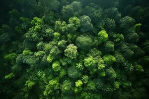 AI generated Aerial view of over dark pine forest trees. Top down drone view. photo