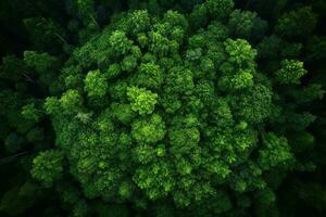 AI generated Aerial view of over dark pine forest trees. Top down drone view. photo