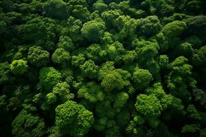 AI generated Aerial view of over dark pine forest trees. Top down drone view. photo