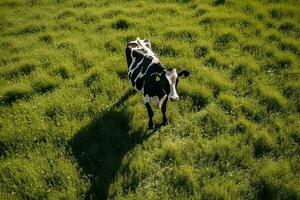 AI generated Aerial view of cow on green meadow in summer. photo