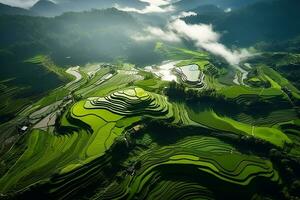 AI generated Top view or aerial shot of fresh green and yellow rice fields photo