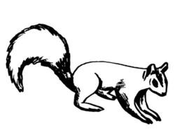 Hand drawn vector black outline. Wild forest animal, squirrel with a fluffy tail, side view, isolated on a white background. Family of rodents, nature, zoo.