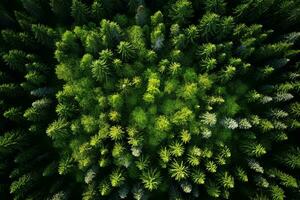 AI generated Aerial view of over dark pine forest trees. Top down drone view. photo