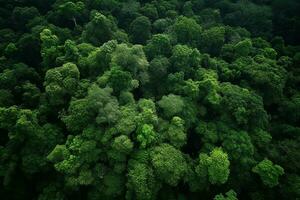 AI generated Aerial view of over dark pine forest trees. Top down drone view. photo