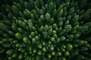 AI generated Aerial view of dark green forest with misty clouds. The rich natural ecosystem of rainforest concept of natural forest conservation and reforestation. photo