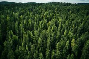 AI generated Aerial view of dark green forest with misty clouds. The rich natural ecosystem of rainforest concept of natural forest conservation and reforestation. photo