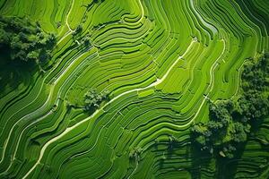 AI generated Top view or aerial shot of fresh green and yellow rice fields photo