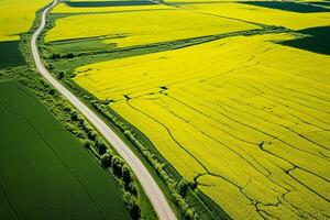 ai generado aéreo ver con el paisaje geometría textura de un lote de agricultura campos con diferente plantas me gusta colza en floreciente temporada y verde trigo. agricultura y agricultura industria. foto