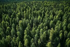 AI generated Aerial view of over dark pine forest trees. Top down drone view. photo