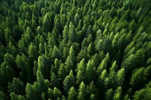 AI generated Aerial view of over dark pine forest trees. Top down drone view. photo