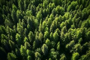 AI generated Aerial view of dark green forest with misty clouds. The rich natural ecosystem of rainforest concept of natural forest conservation and reforestation. photo