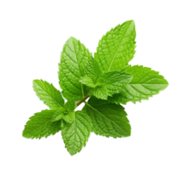 AI generated Mint leaves png isolated on transparent background