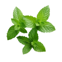 AI generated Mint leaves png isolated on transparent background