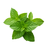 AI generated Mint leaves png isolated on transparent background