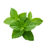 ai généré menthe feuilles png isolé sur transparent Contexte