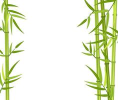 Vector green bamboo stems and leaves isolated on white background with copy space. Vector illustration in flat style