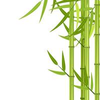 Vector green bamboo stems and leaves isolated on white background with copy space. Vector illustration in flat style