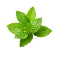 AI generated Mint leaves png isolated on transparent background