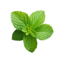 AI generated Mint leaves png isolated on transparent background