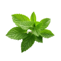 AI generated Mint leaves png isolated on transparent background