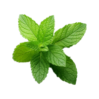 AI generated Mint leaves png isolated on transparent background